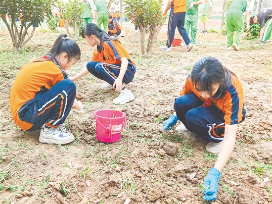 鹤城一小利用大课间时间开展旱稻种植劳动实践活动，将劳动教育融入日常校园生活。