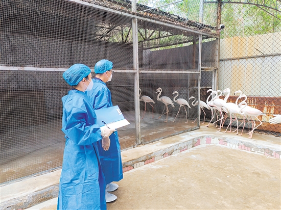 江门海关关员到隔离场，做好进境火烈鸟疫病检测等工作。