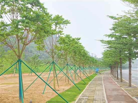 蓬江区同心公园已完成树木种植，进入后续完善阶段。