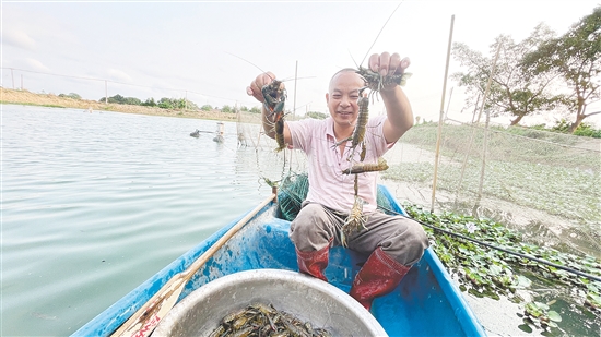 蓝龙虾成为撬动乡村共同富裕的“金色杠杆”。 蓝龙虾成为撬动乡村共同富裕的“金色杠杆”。