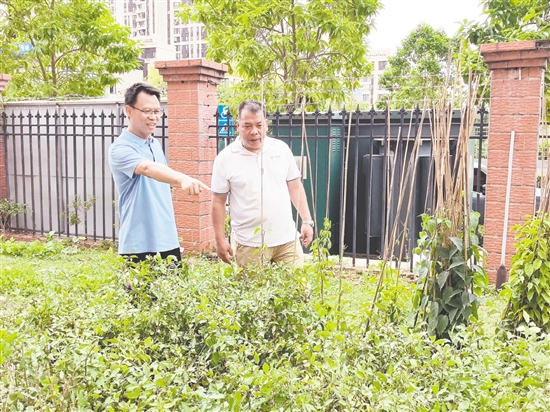 周解兮（左）组织校园绿化改造工作。