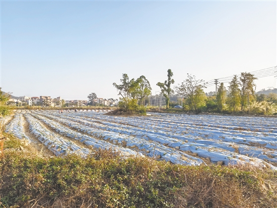 台山市结合地块禀赋因地制宜选种、精准施策，全方位激活撂荒耕地生产价值。