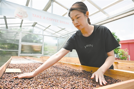 5月26日，在江门诚品咖啡观光工厂，工作人员在翻晒咖啡生豆。