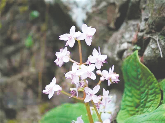 陈氏异药花。
