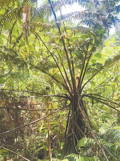 平鳞黑桫椤。