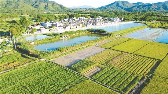 经济作物种植业是横东村的特色产业。