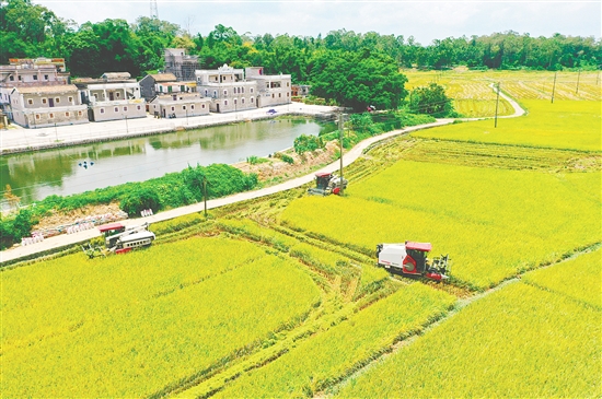 侨乡的田野乡间，一派丰收好景。