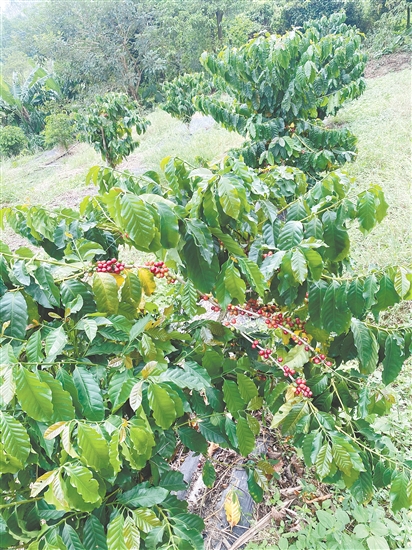 育盟体验世界种植场里，部分咖啡树已结果。