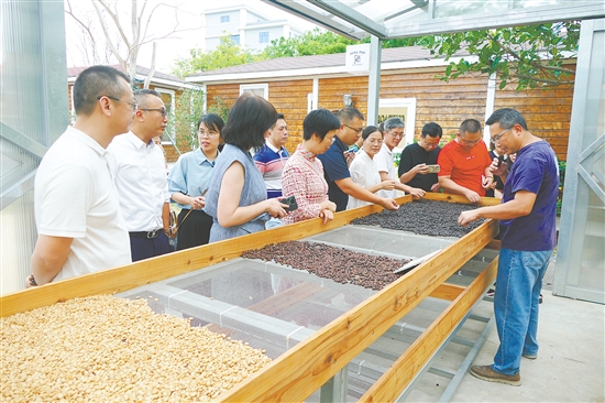 5月8日，新会区政协港澳台侨和外事委员会实地了解从咖啡生豆筛选、烘焙到成品加工的全产业链流程。