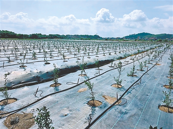 沙堆镇缠龙山桔种植基地内一派生机勃勃的景象。