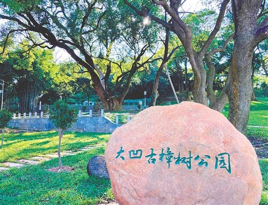 大凹村聚焦古树活化利用，建设古樟树主题公园。