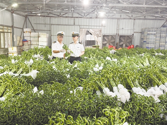 海关关员到富贵竹加工企业开展注册登记现场验核工作。
