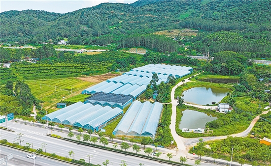 种植大棚助力杜阮凉瓜提质增产。
