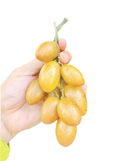 崖门黄皮汁水饱满、口感清甜。 崖门黄皮汁水饱满、口感清甜。