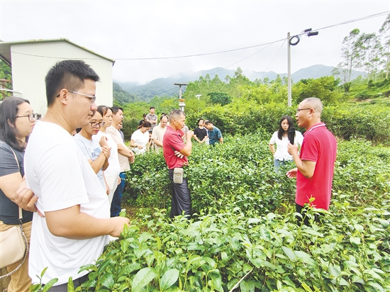 梁小汕（右一）向茶农传授种茶技能。
