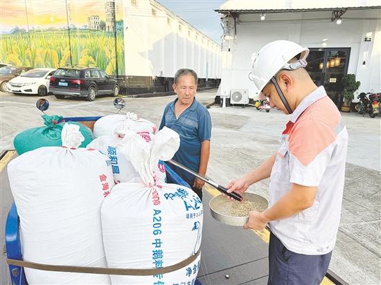 台山夏收工作圆满落幕，田间稻谷顺利归仓。图为农户把稻谷送到收购站。