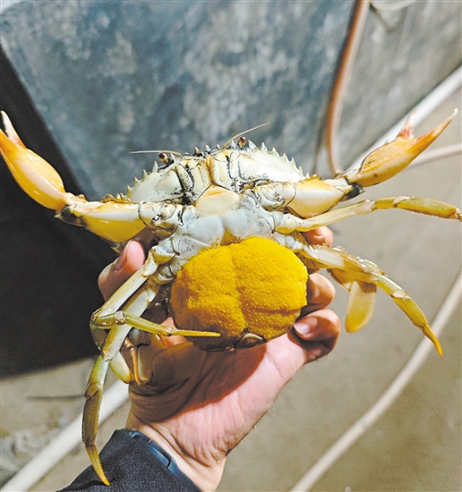 已经抱卵的亲蟹。