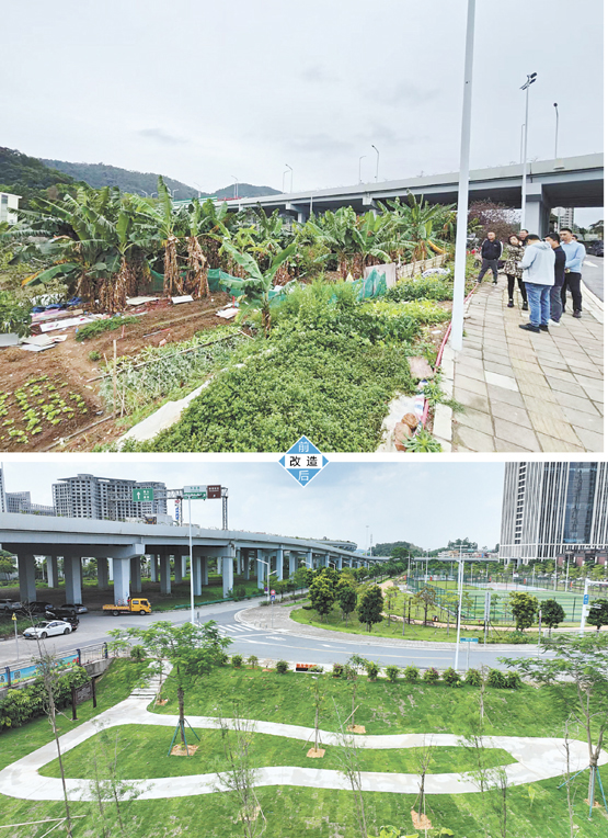 励耘致远园改造前是一片杂草丛生的荒地。如今，凤凰木、火焰木、簕杜鹃等88株苗木挺立于此，900平方米空间焕发勃勃生机。