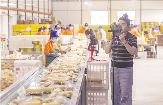 图为8月22日，主播在黑龙江省双鸭山市尖山区一处鲜食玉米加工车间直播售货。