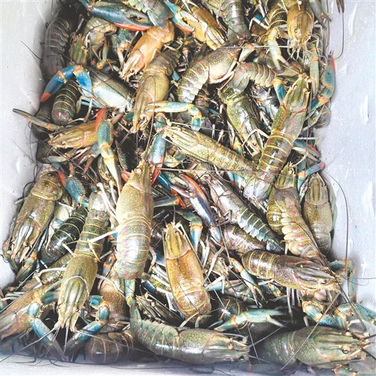 一箱箱鲜活的蓝龙虾被发往外地餐饮市场。