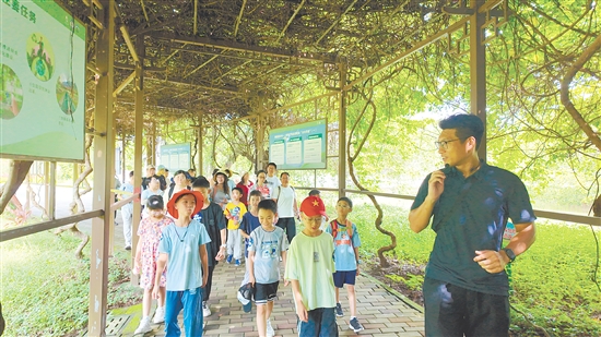 科普导师给孩子们讲解400年古榕树的生长原理。