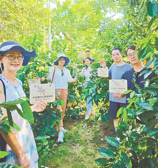 中信银行江门分行在森澜咖啡基地认养20棵咖啡树。