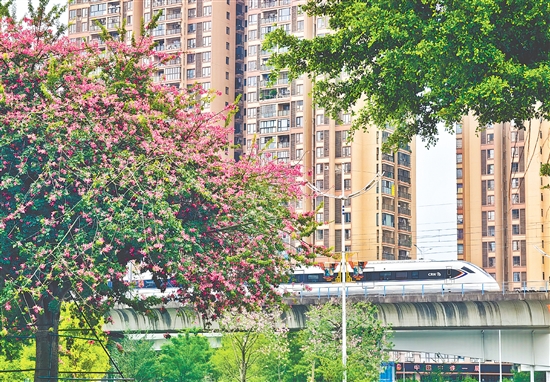 美丽异木棉迎来盛花期，连片粉紫繁花缀满枝头，为城市铺就一道浪漫的秋冬限定风景线。
