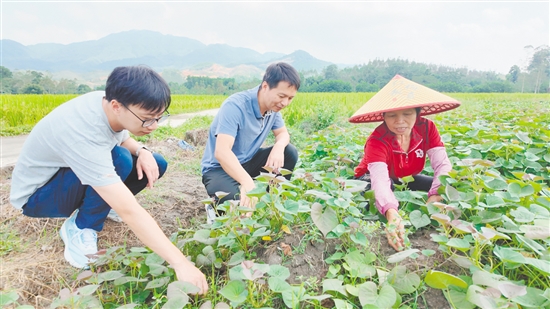 李兰笑（右一）与吴浩强（中）查看番薯苗长势。