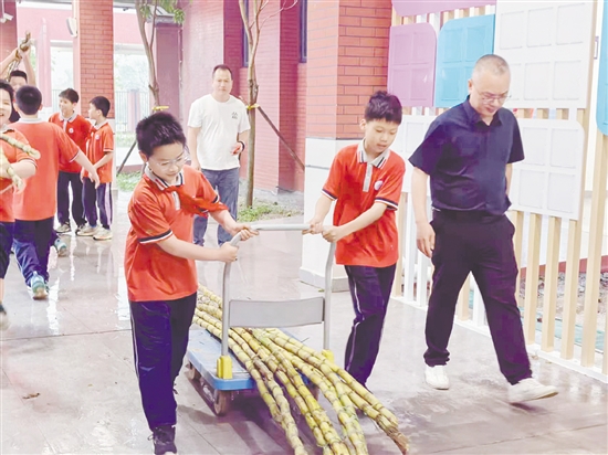学生们把自己收割的甘蔗带回校园。
