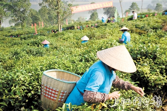 双合双好茶园内，侨民采茶时头戴越南风格斗笠。