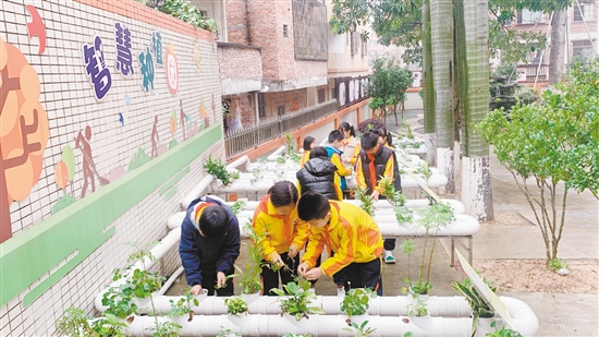 沙坪街道第七小学学生观察水培植物。