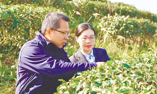 农行江门分行工作人员送金融服务到乡村。