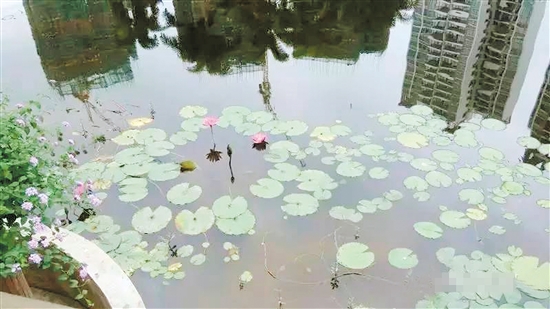 第二名:《湖中倒影水中莲》 第二名:《湖中倒影水中莲》