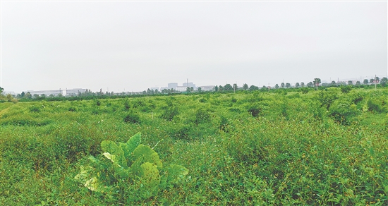 江门市JCR2025-194(新会26)号地。 江门市JCR2025-194(新会26)号地。