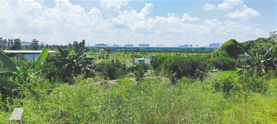 江门市JCR2026-248（新会36）号地。