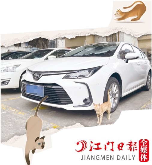 车主停车时，尽量减少停在流浪猫出没的地方。